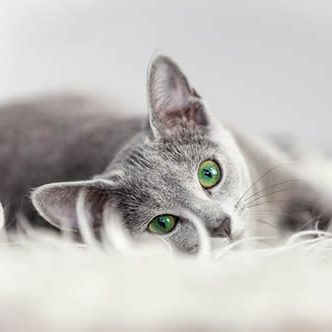 Apartments in Clearfield UT A gray cat with green eyes relaxing on a white rug in apartments for rent in Clearfield UT.